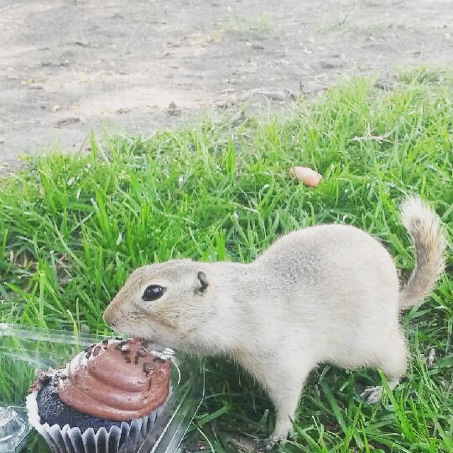 Groundhog eating a cupcake.