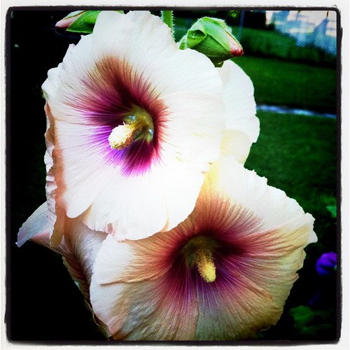 Hello hollyhock!  My hollyhock fence is in bloom. Yay!