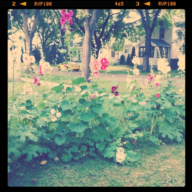 hollyhock fence